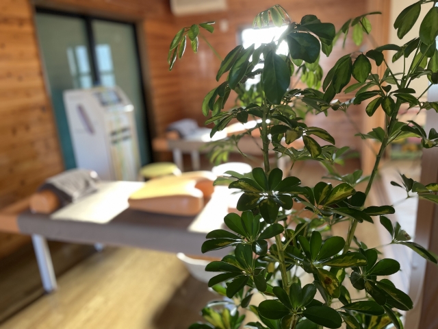 観葉植物の手前に、木目調の温かみある内装とテーブル席が広がる落ち着いた店内の様子
